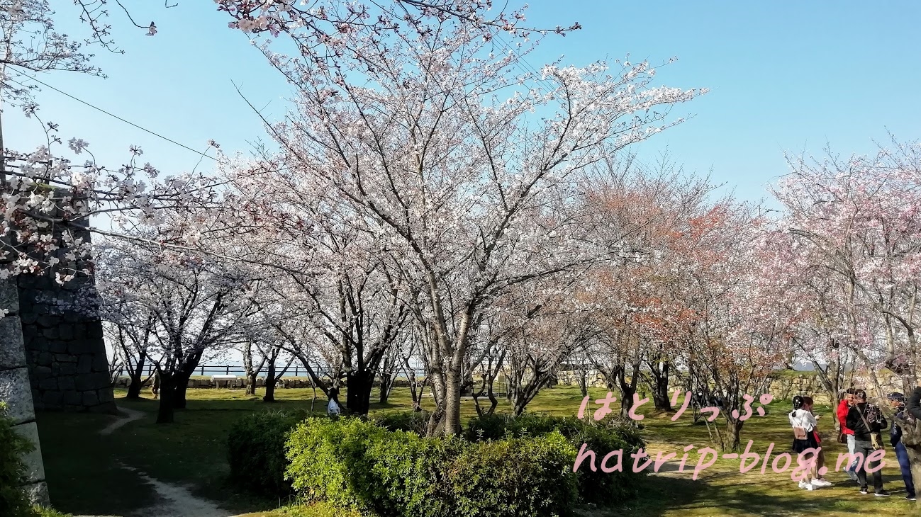 日本一 石垣 丸亀城 二の丸 桜