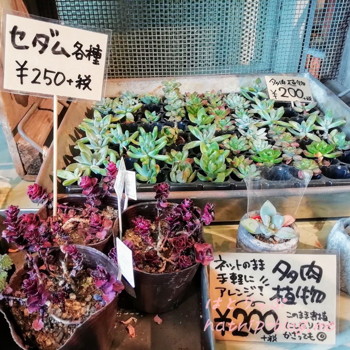 横浜イングリッシュガーデン コピスガーデン横浜 多肉植物