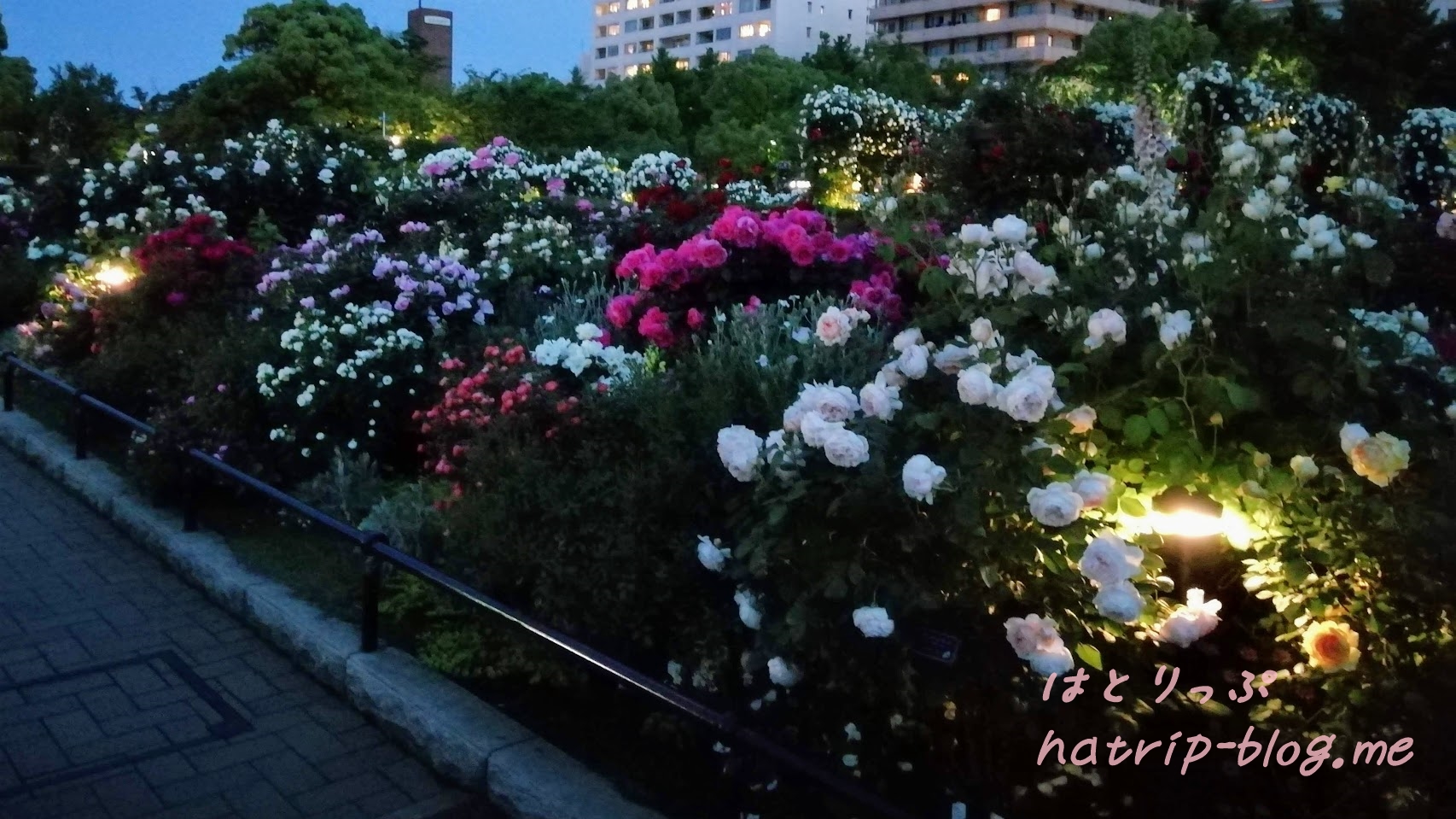 横浜 山下公園 未来のバラ園