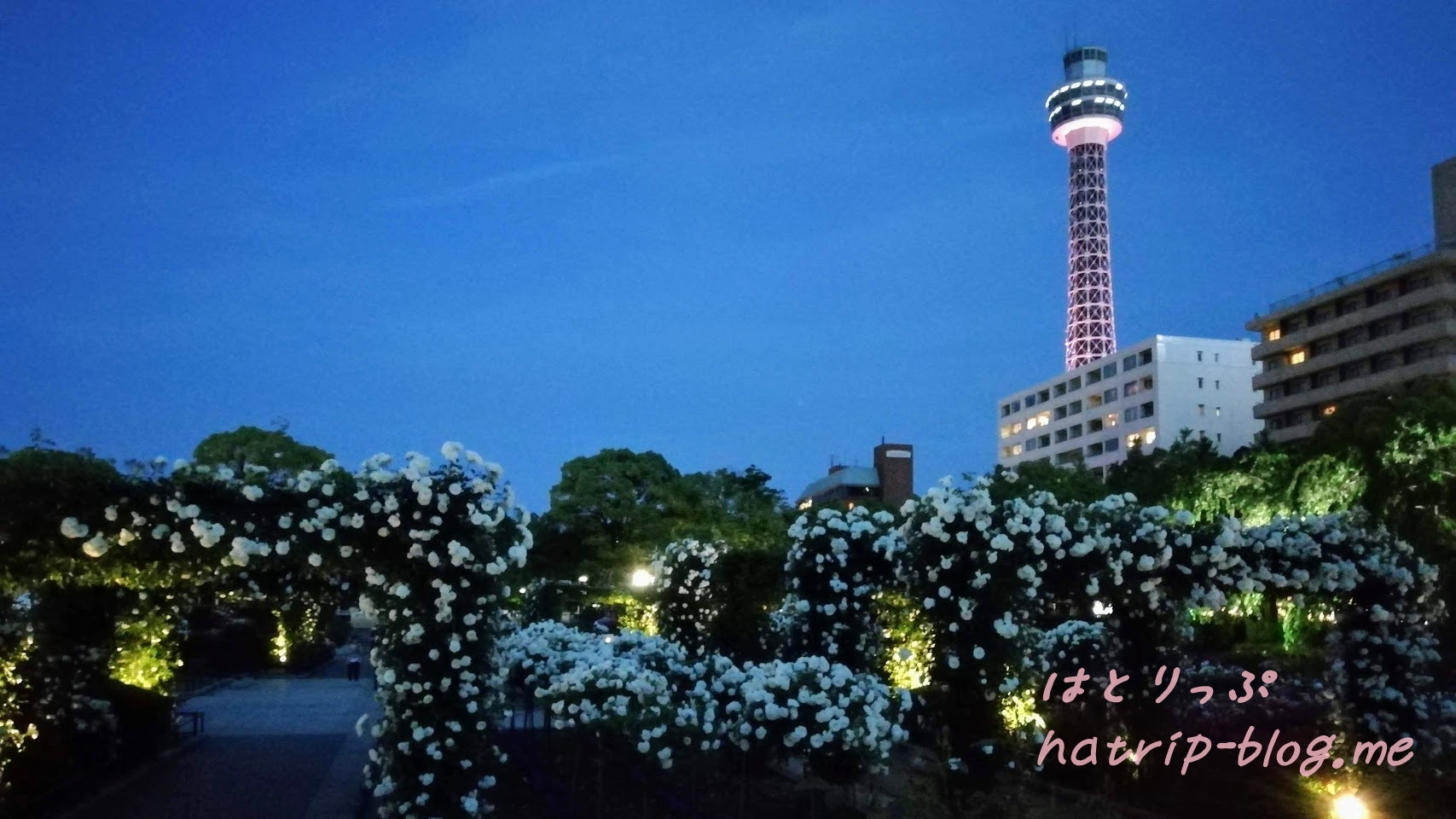 横浜 山下公園 未来のバラ園 横浜マリンタワー