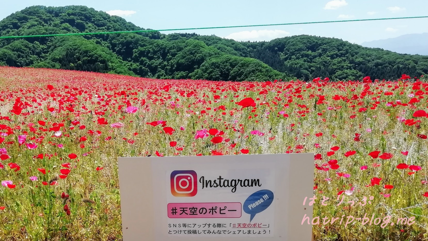 秩父高原牧場 天空のポピーまつり Instagram インスタグラム