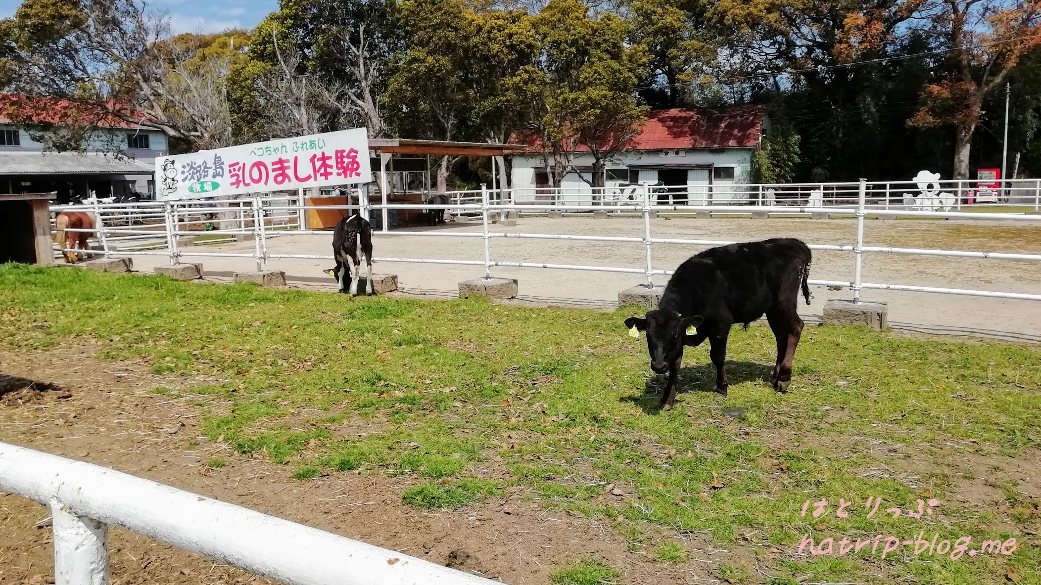兵庫県南あわじ市 淡路島牧場 乳のまし体験