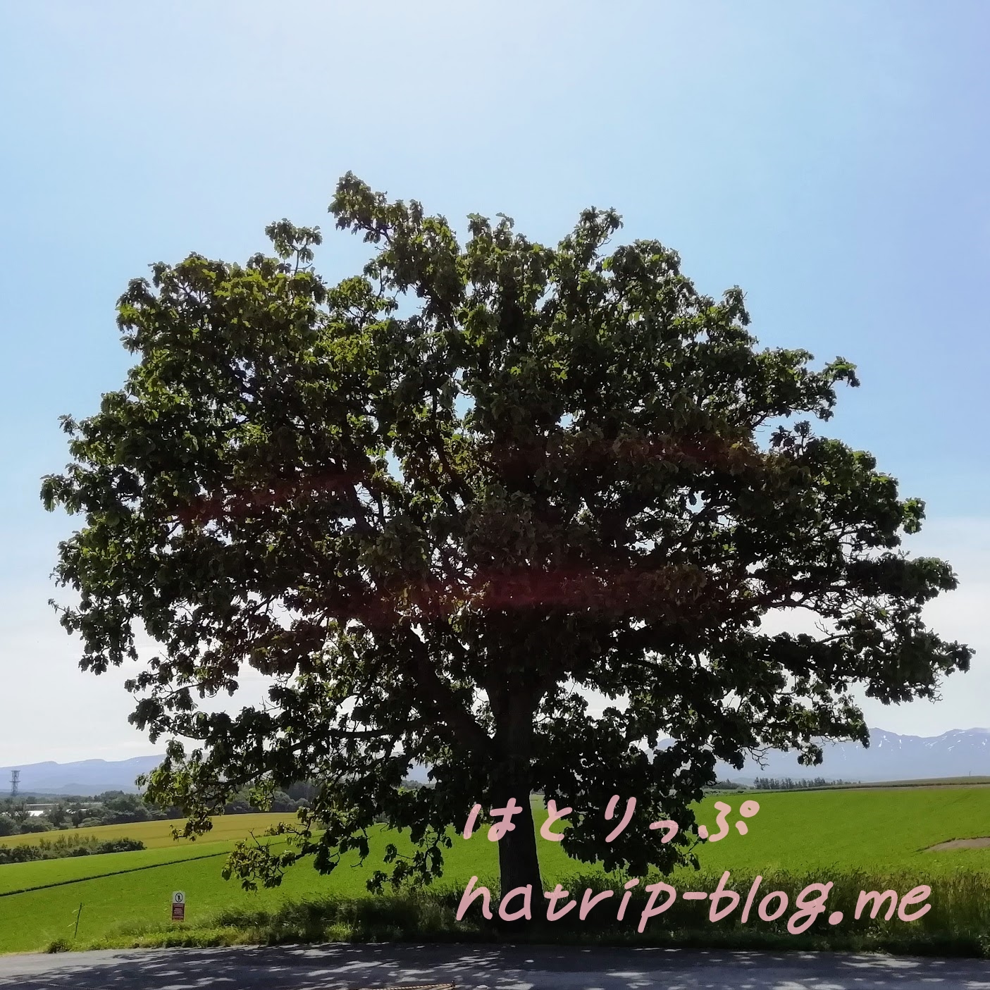 北海道 美瑛の丘めぐり セブンスターの木