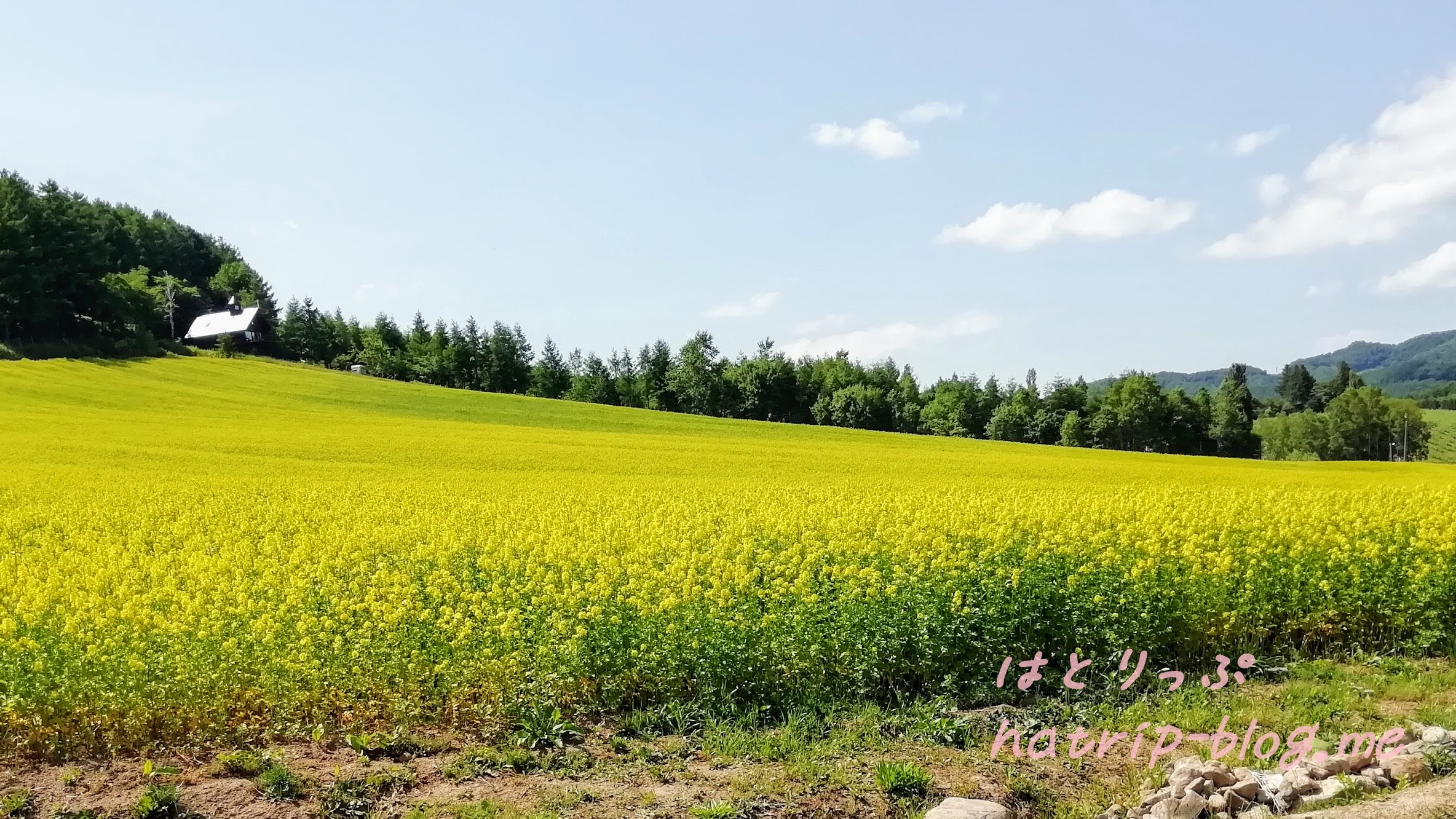 北海道 富良野市 カンパーナ六花亭 キガラシ畑
