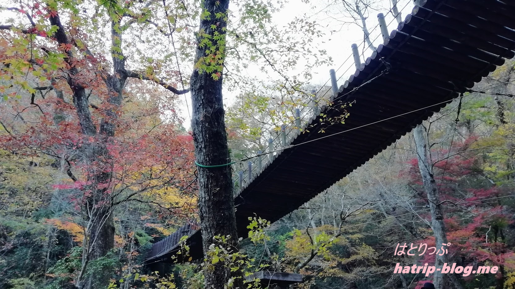 茨城県高萩市 花貫渓谷 汐見滝吊り橋 紅葉
