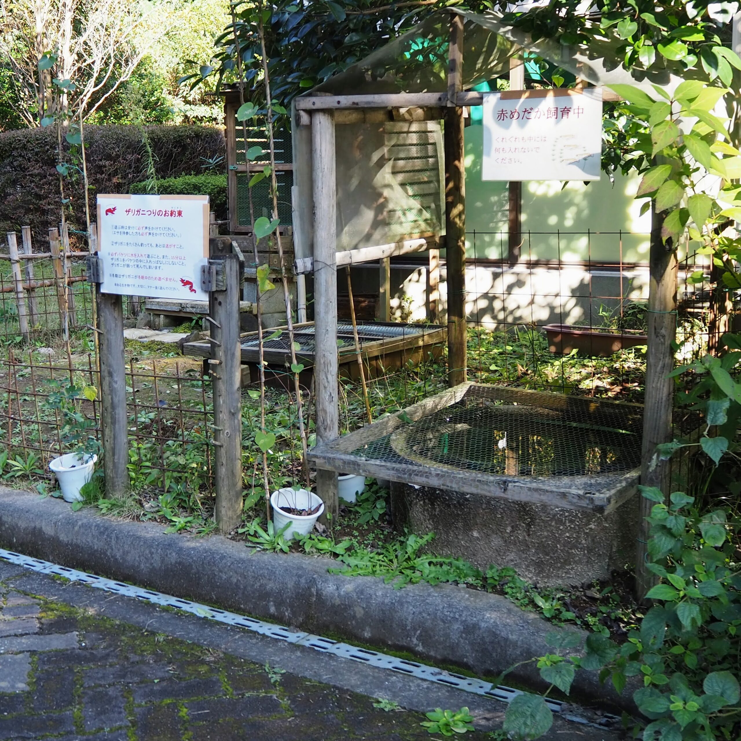 茨城県かすみがうら市 雪入ふれあいの里公園 ネイチャーセンター ザリガニ釣りコーナー