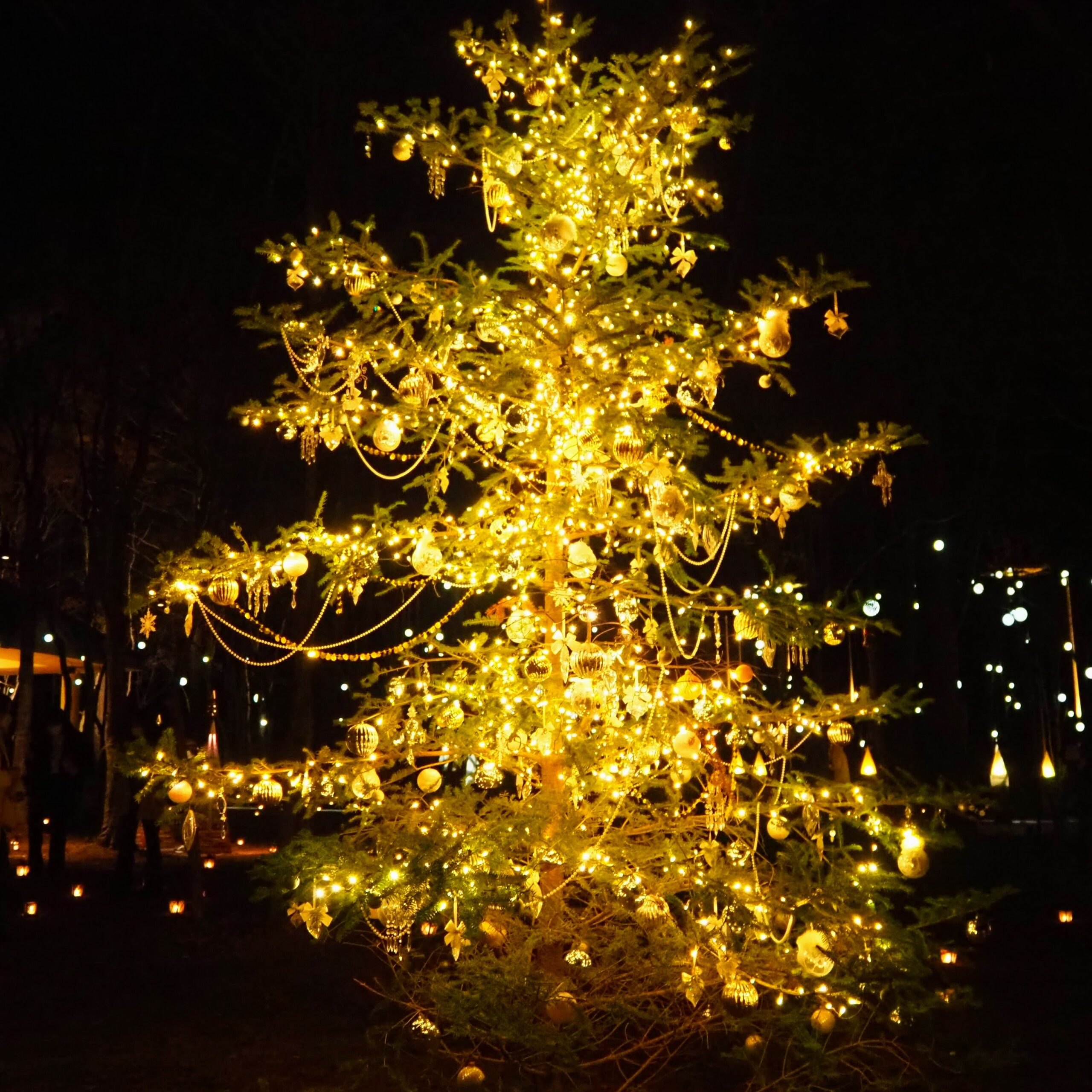 軽井沢高原教会 星降る森のクリスマス 2021 クリスマスツリー