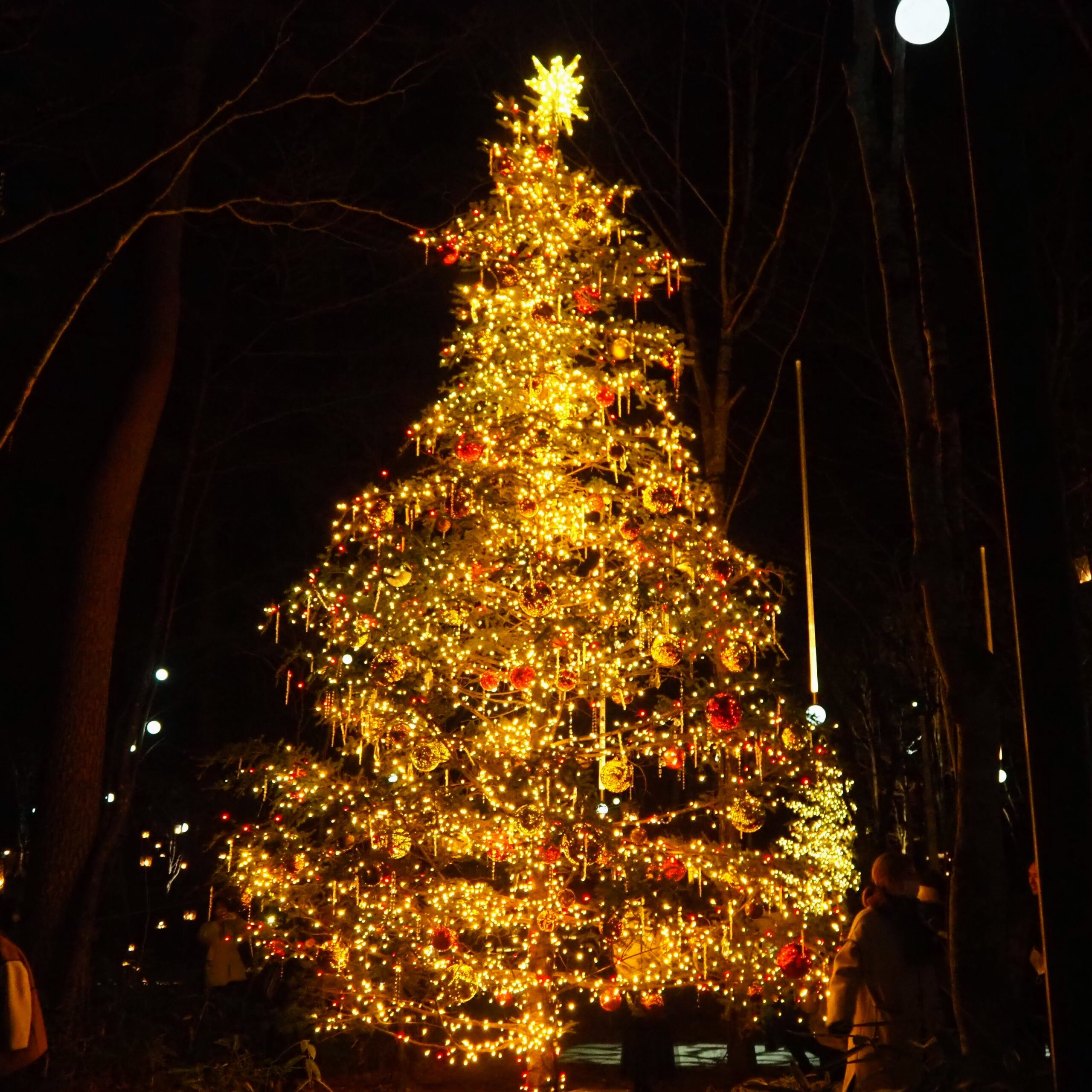 軽井沢高原教会 星降る森のクリスマス 2021 クリスマスツリー メイン