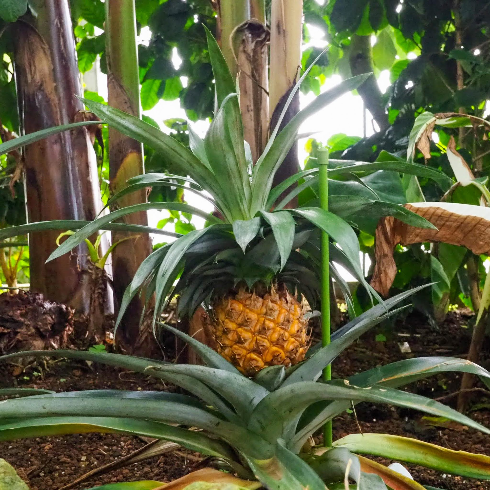 秋田県能代市 能代エナジアムパーク サザンドームのしろ 熱帯植物園 パイナップル