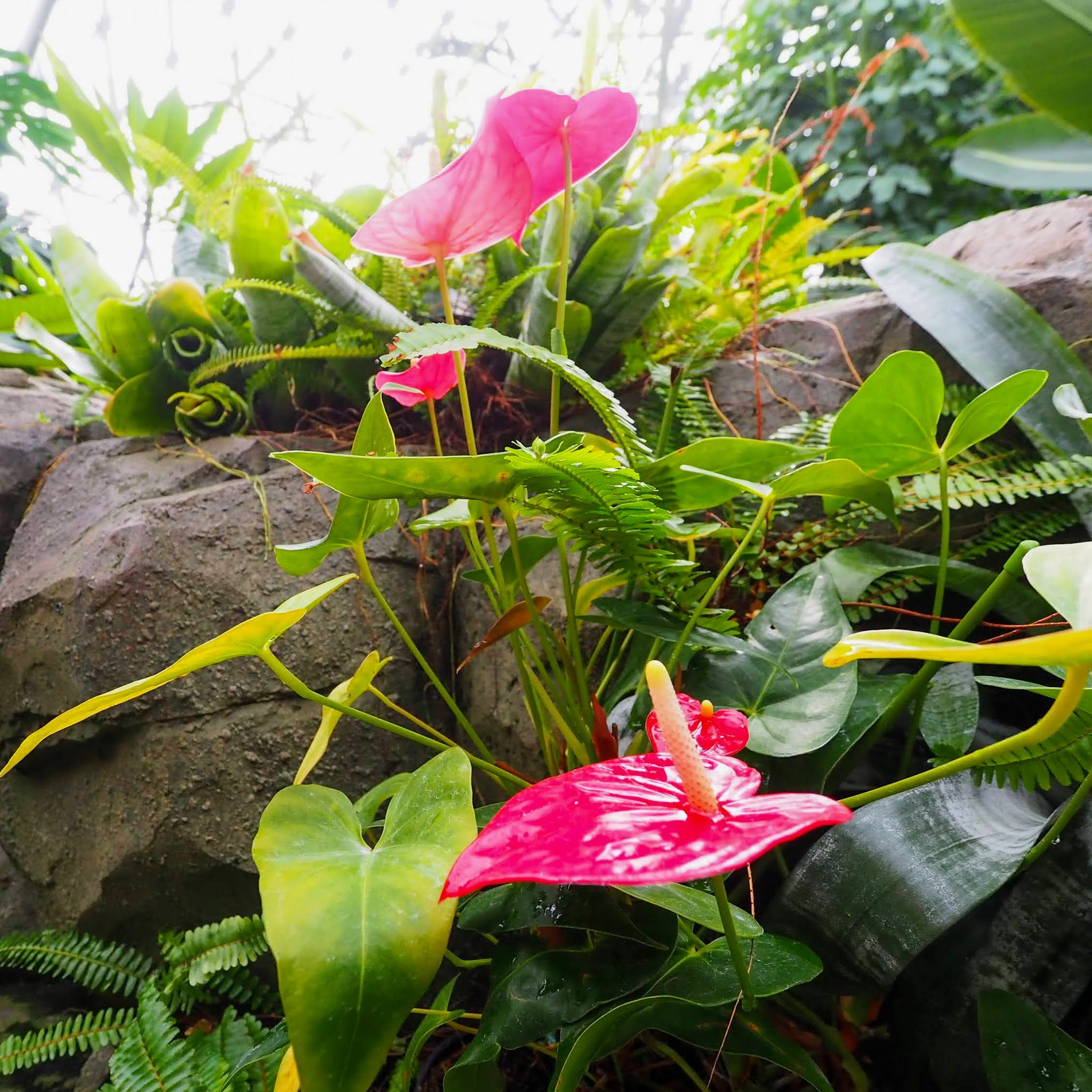 秋田県能代市 能代エナジアムパーク サザンドームのしろ 熱帯植物園