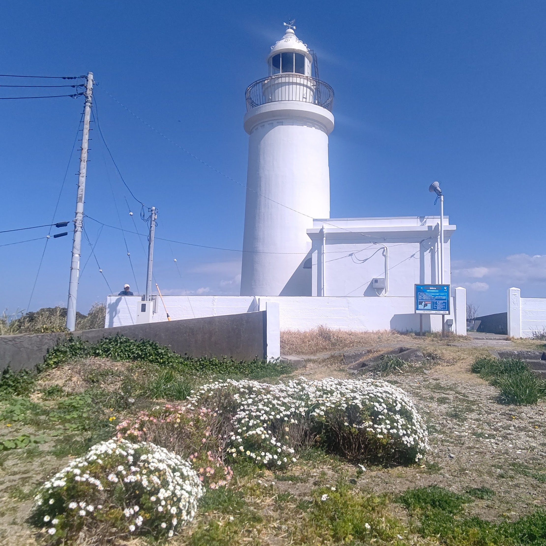 千葉県館山市 洲埼灯台 マーガレット