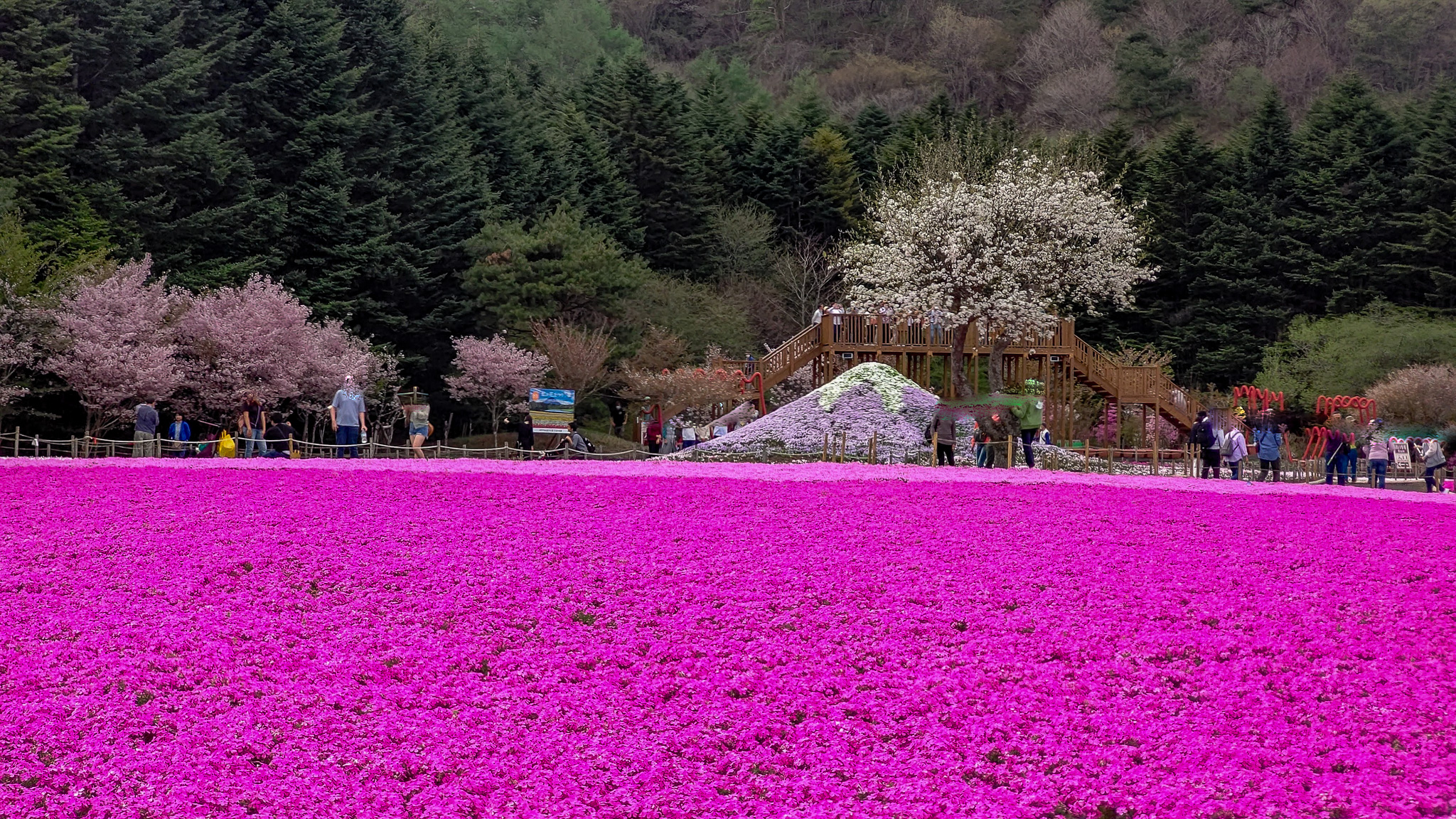 山梨県南都留郡 富士本栖湖リゾート 富士芝桜まつり