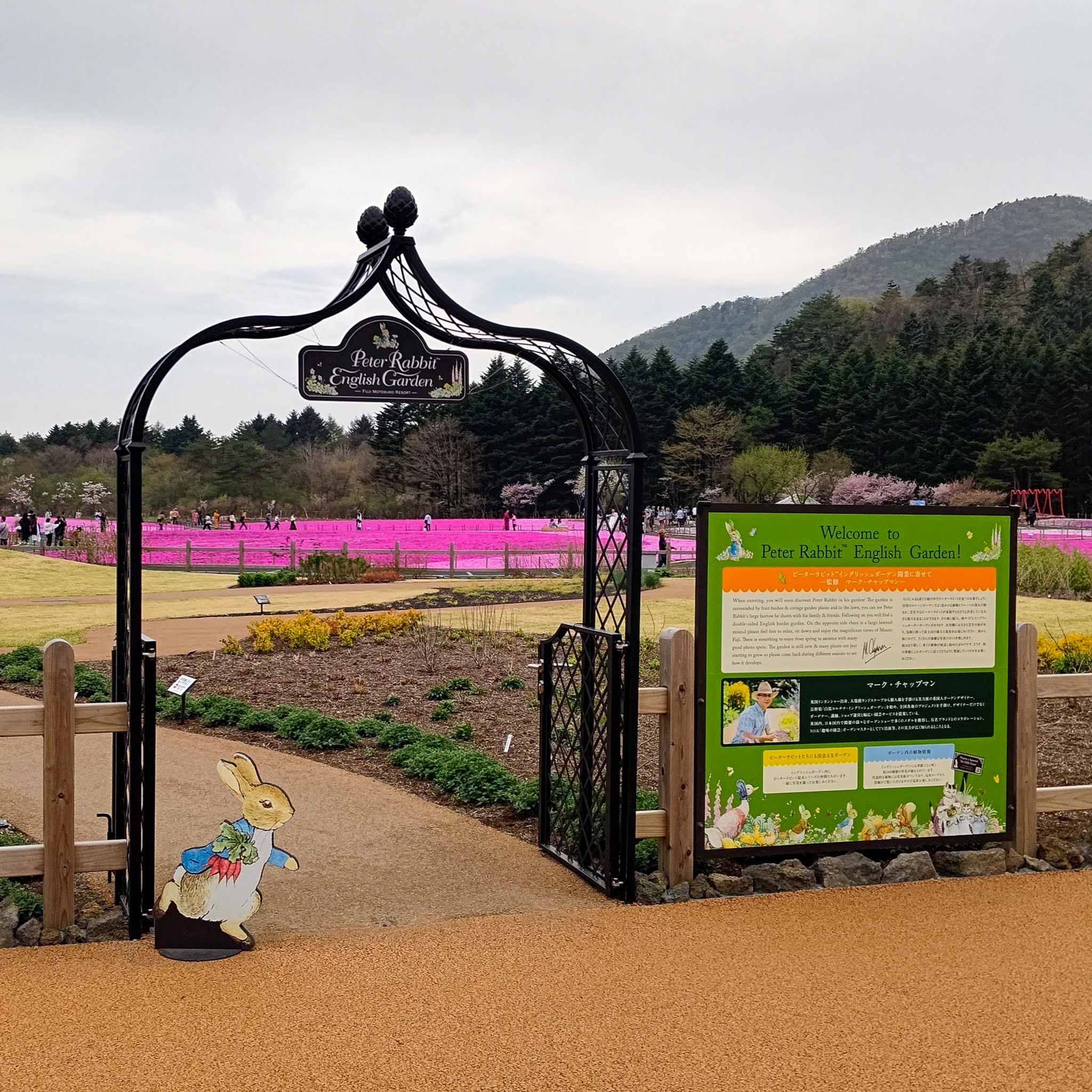 山梨県南都留郡 富士本栖湖リゾート 富士芝桜まつり ピーターラビット イングリッシュガーデン