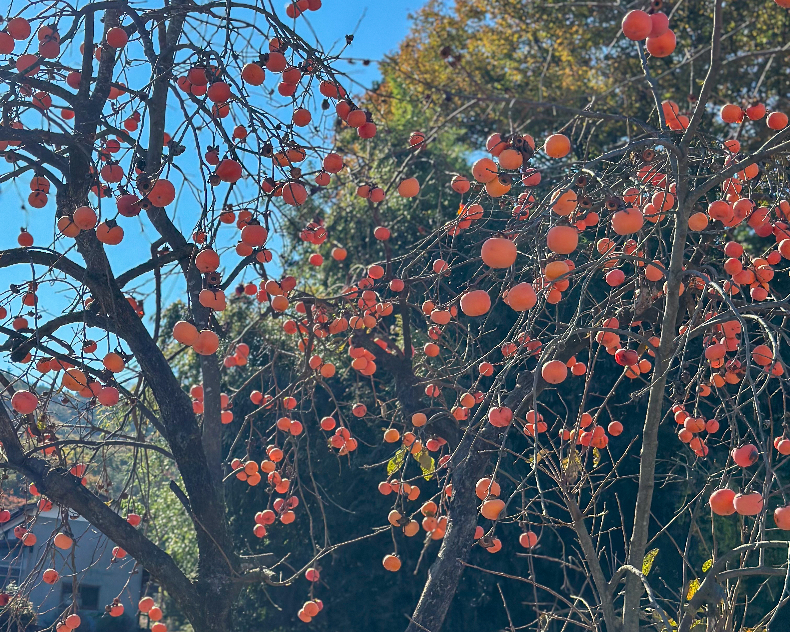 福島県安達郡大玉村 サイクリング