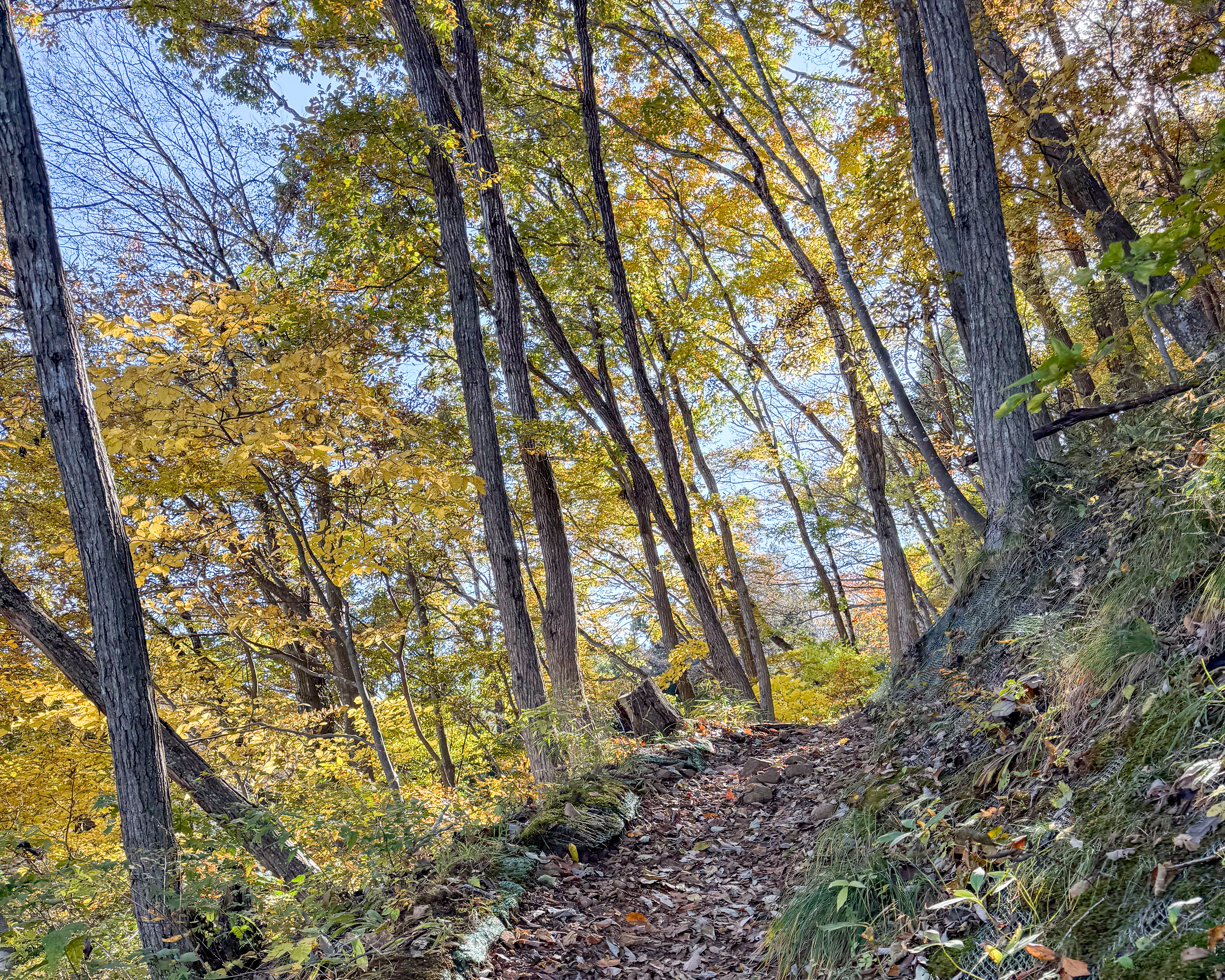 福島県安達郡大玉村 大名倉山 ハイキング
