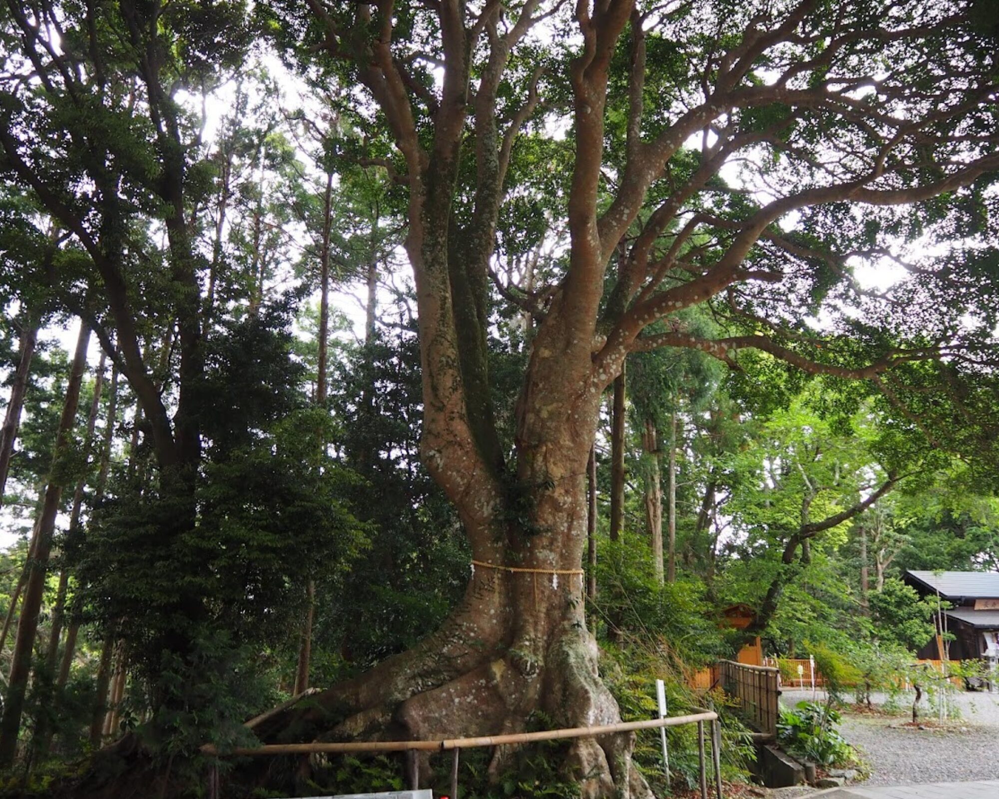 神明神社 石神さん ご神木