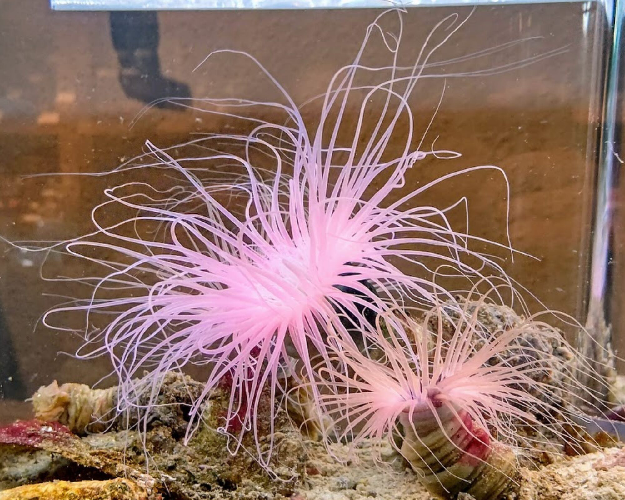 鳥羽水族館 へんな生きもの研究所 イソギンチャク