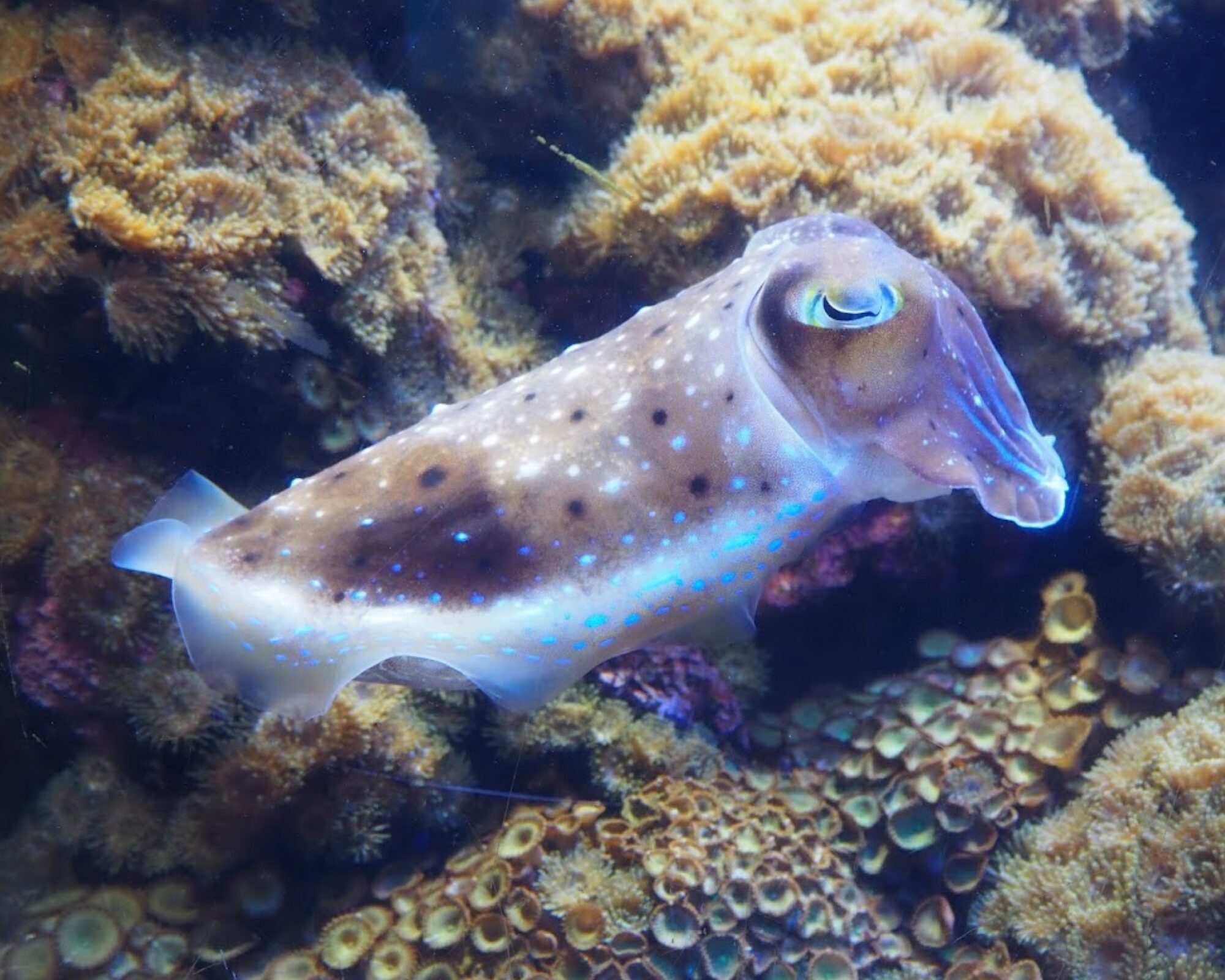 鳥羽水族館 へんな生きもの研究所 コブシメ