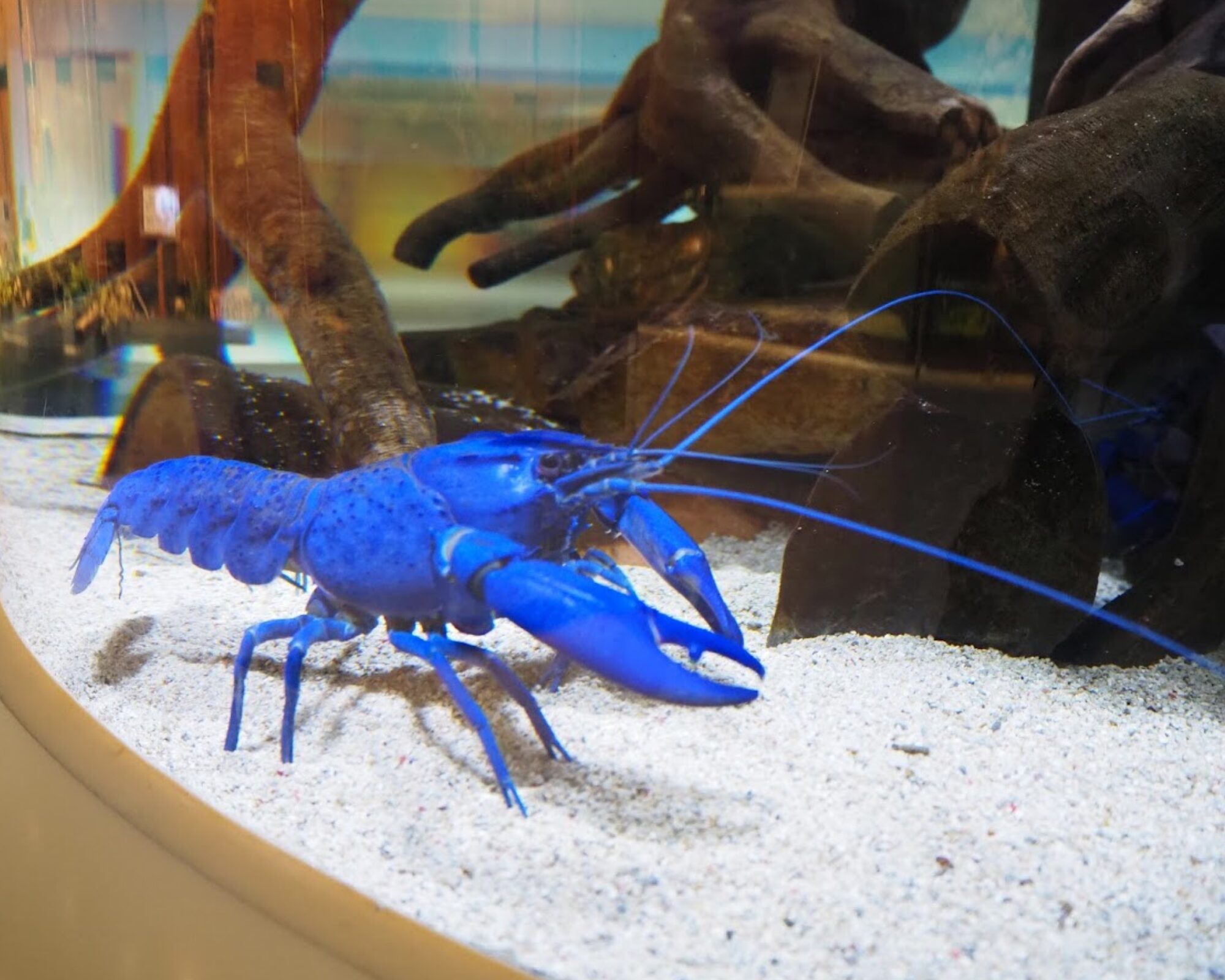 鳥羽水族館 へんな生きもの研究所 青いザリガニ ブルーマロン