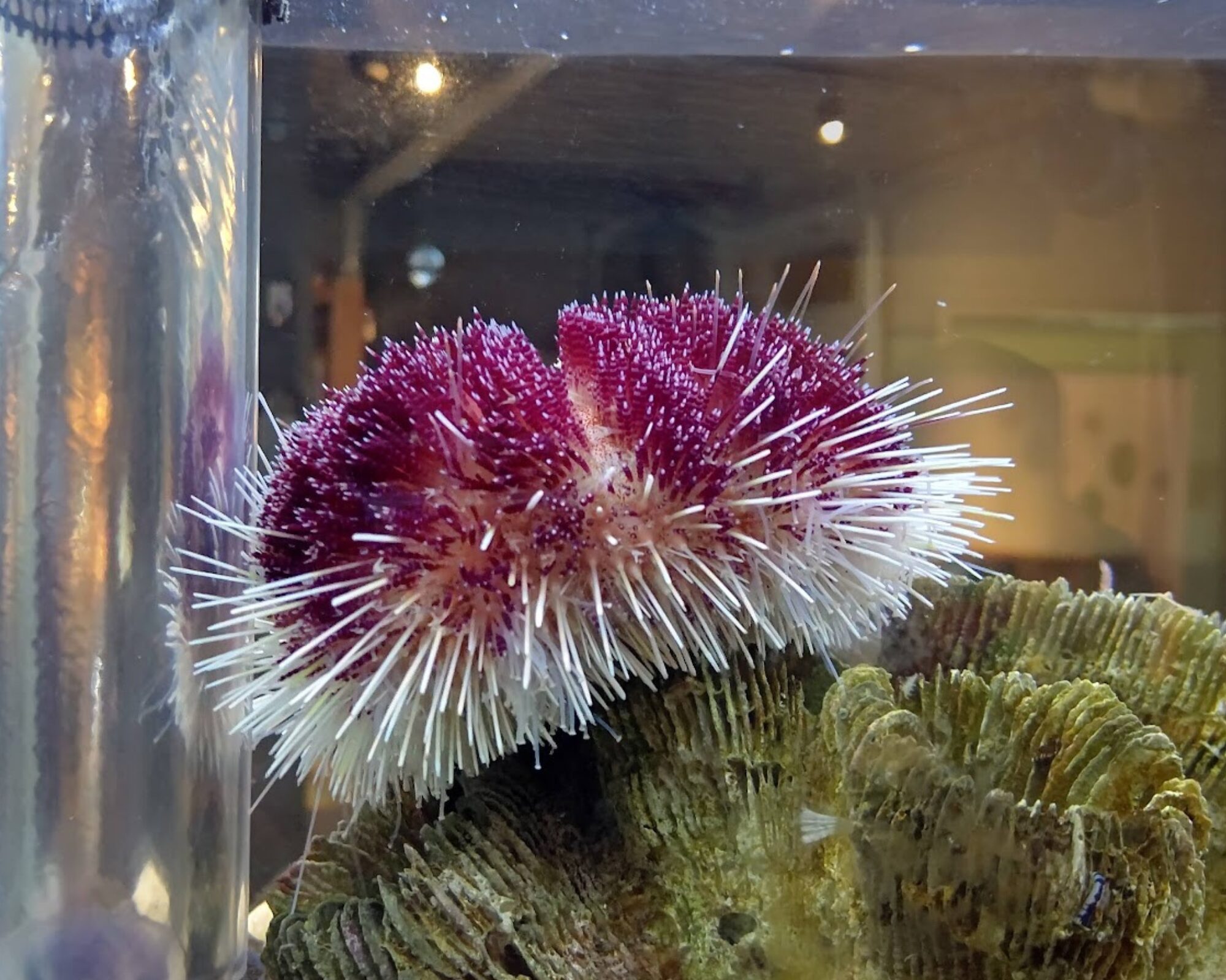 鳥羽水族館 へんな生きもの研究所 イイジマフクロウニ