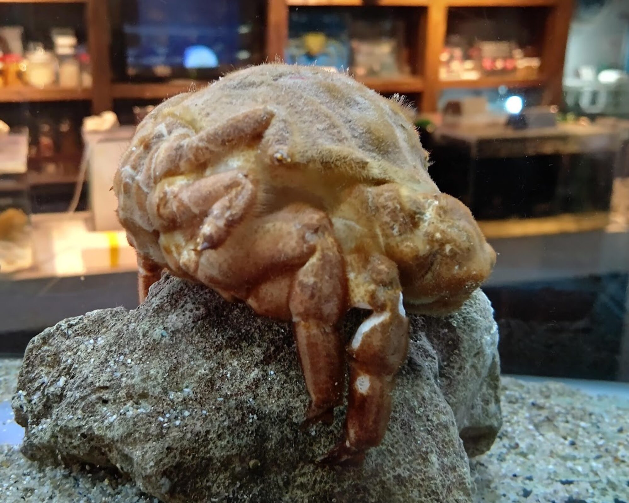 鳥羽水族館 へんな生きもの研究所 カイカムリ