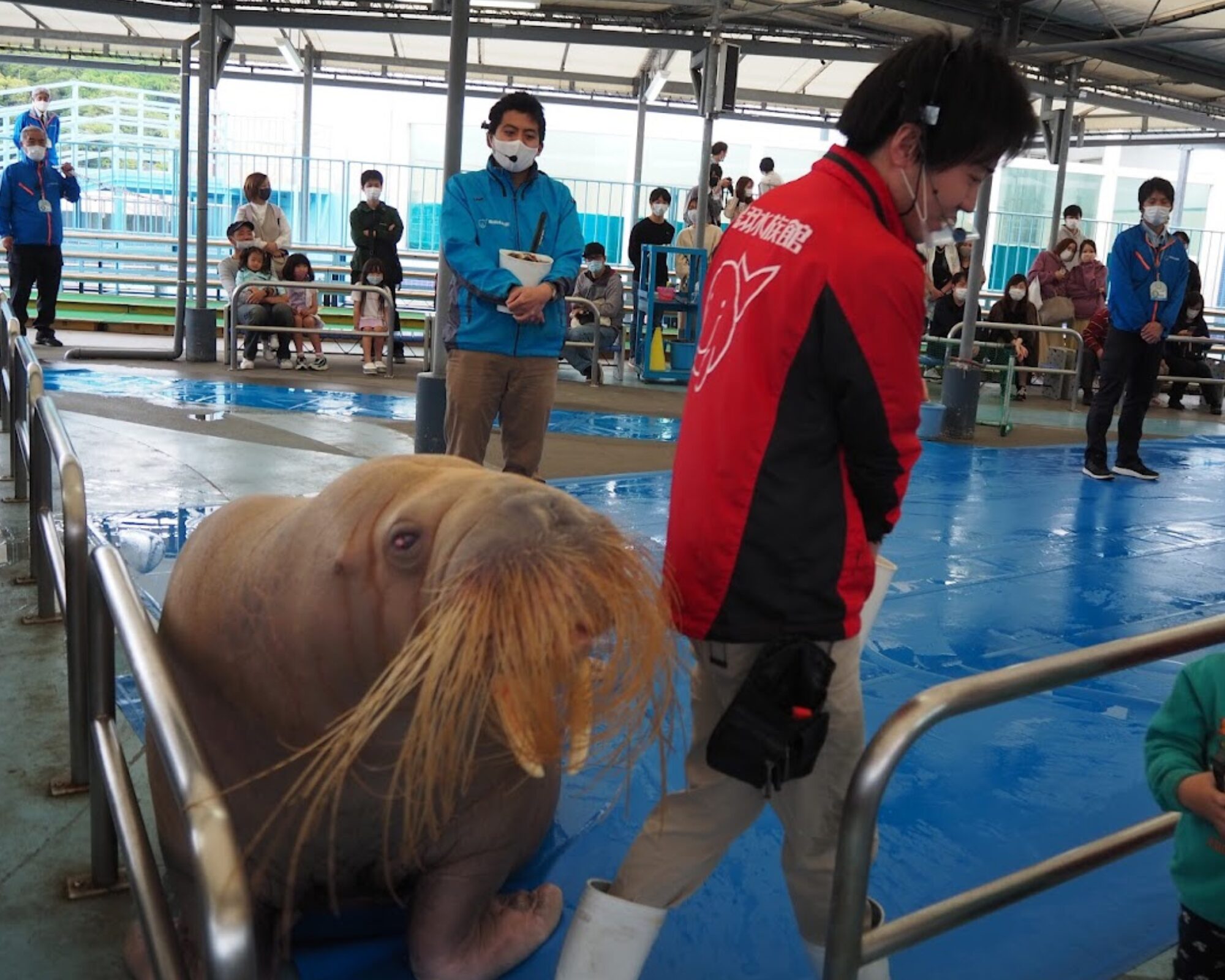 鳥羽水族館 セイウチ ふれあいタイム