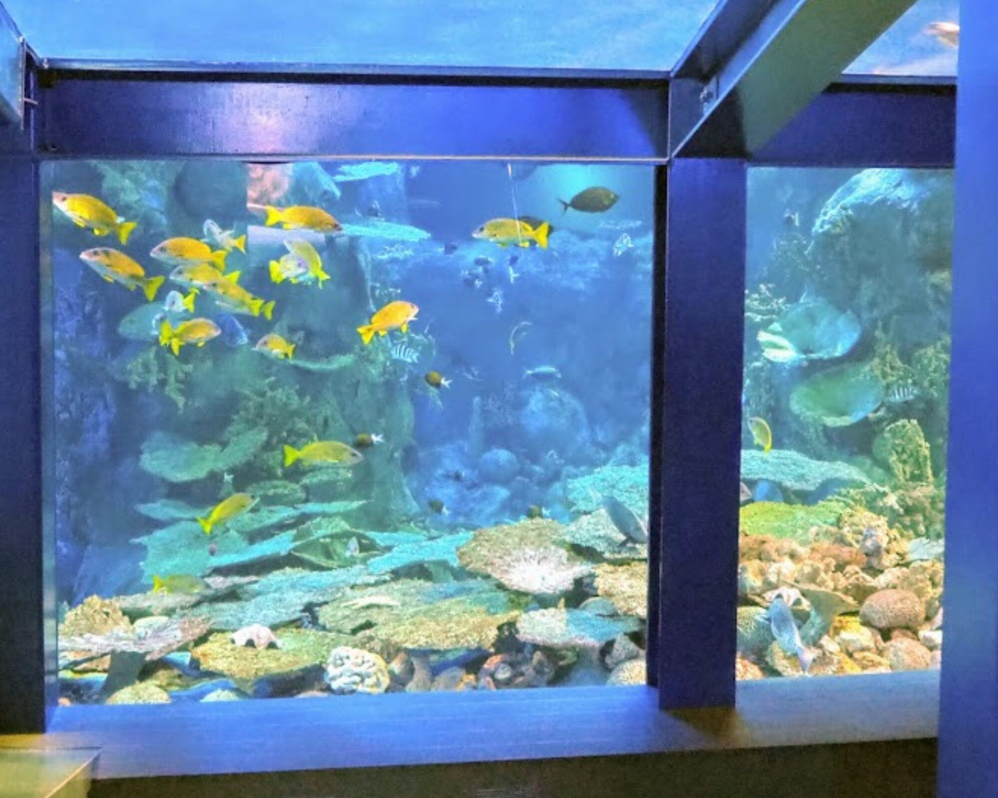 鳥羽水族館 人工サンゴ礁