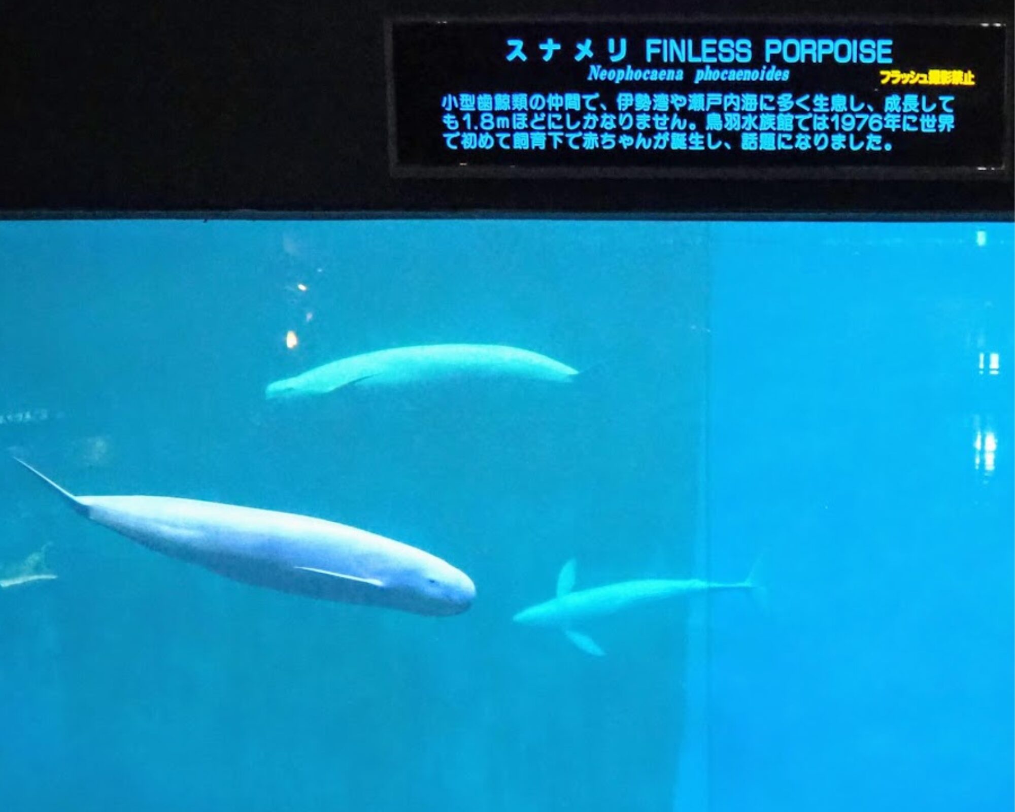 鳥羽水族館 スナメリ 小型クジラ