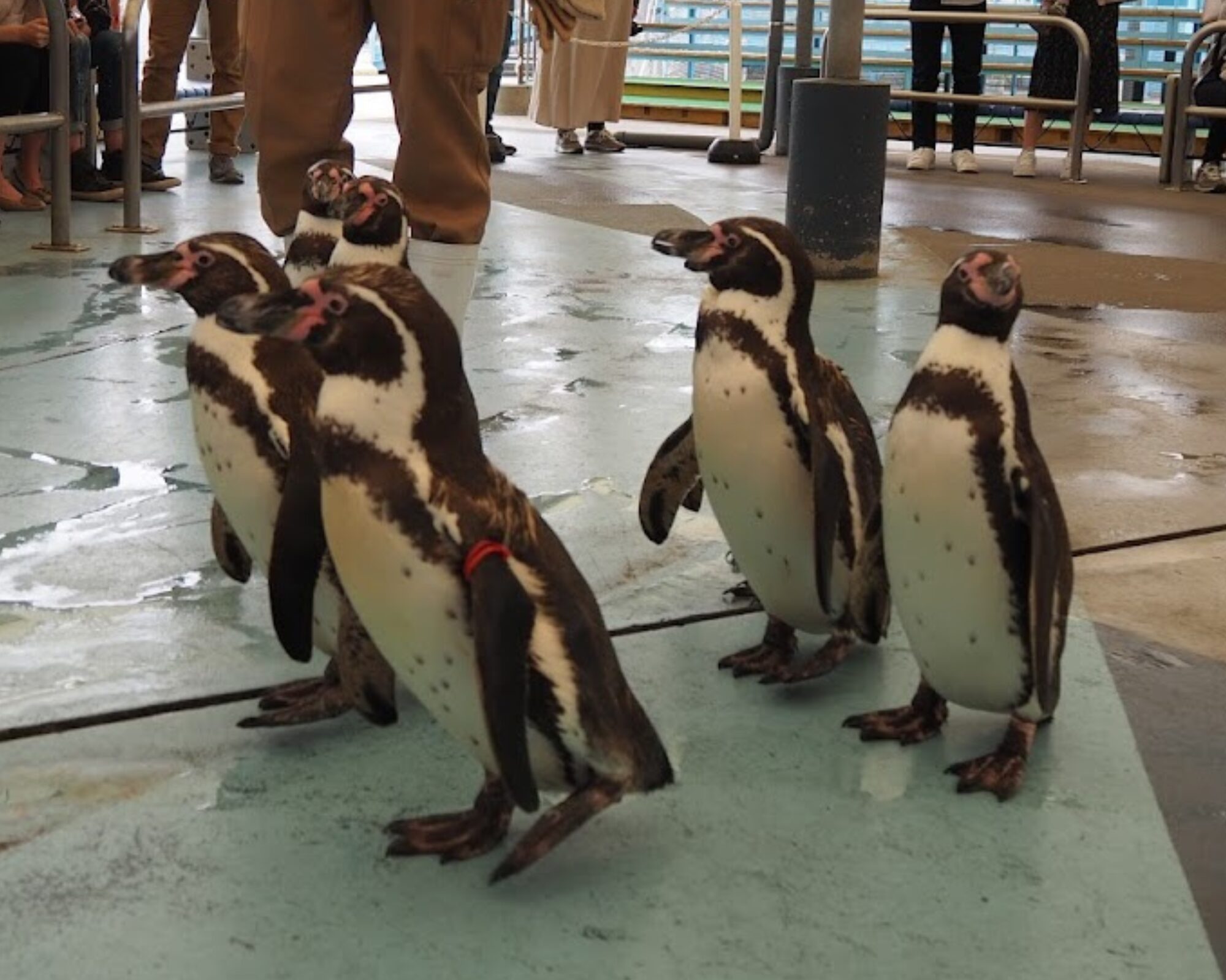 鳥羽水族館 ペンギン