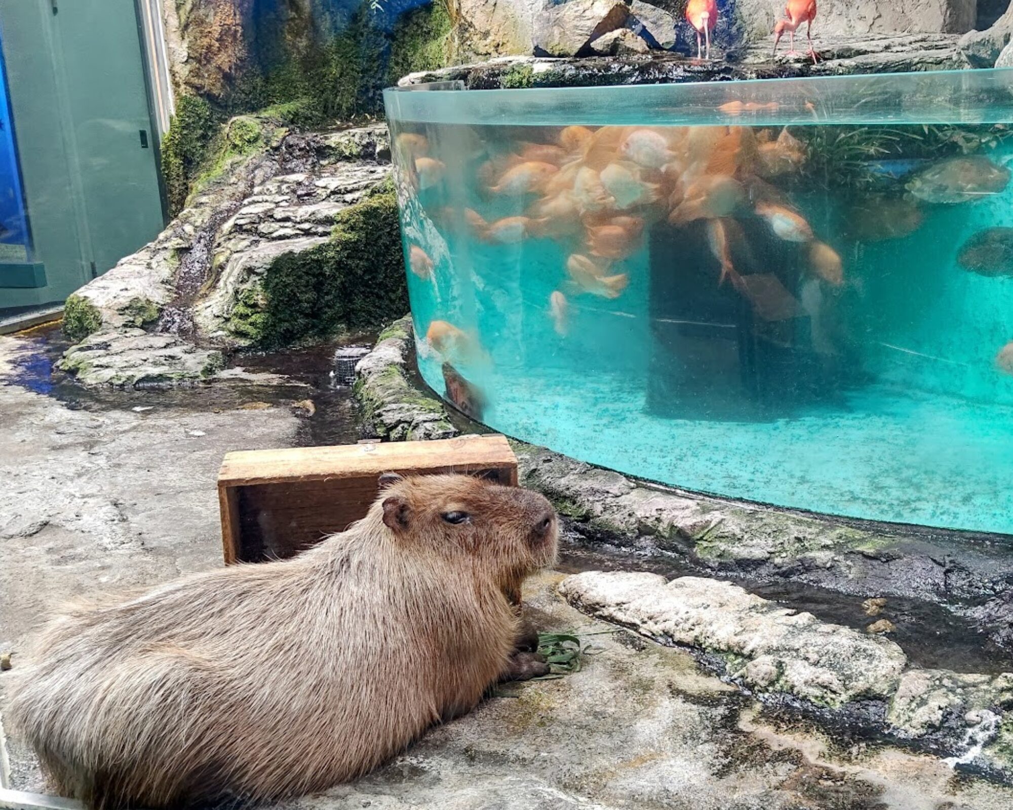 鳥羽水族館 カピバラ