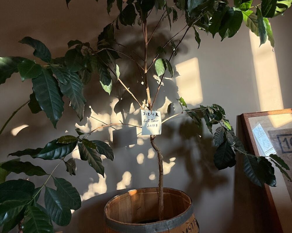 なかむら珈琲 船江本店 イートインスペース コーヒーの木