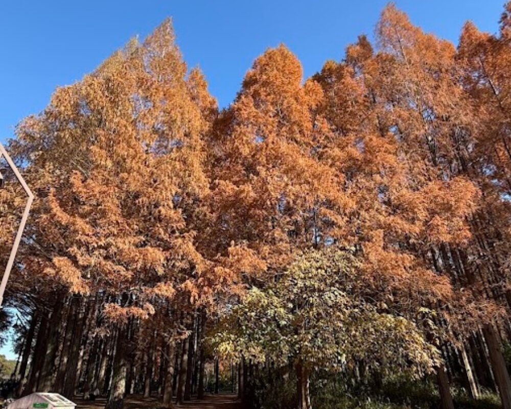水元公園 メタセコイアの森 見頃時期