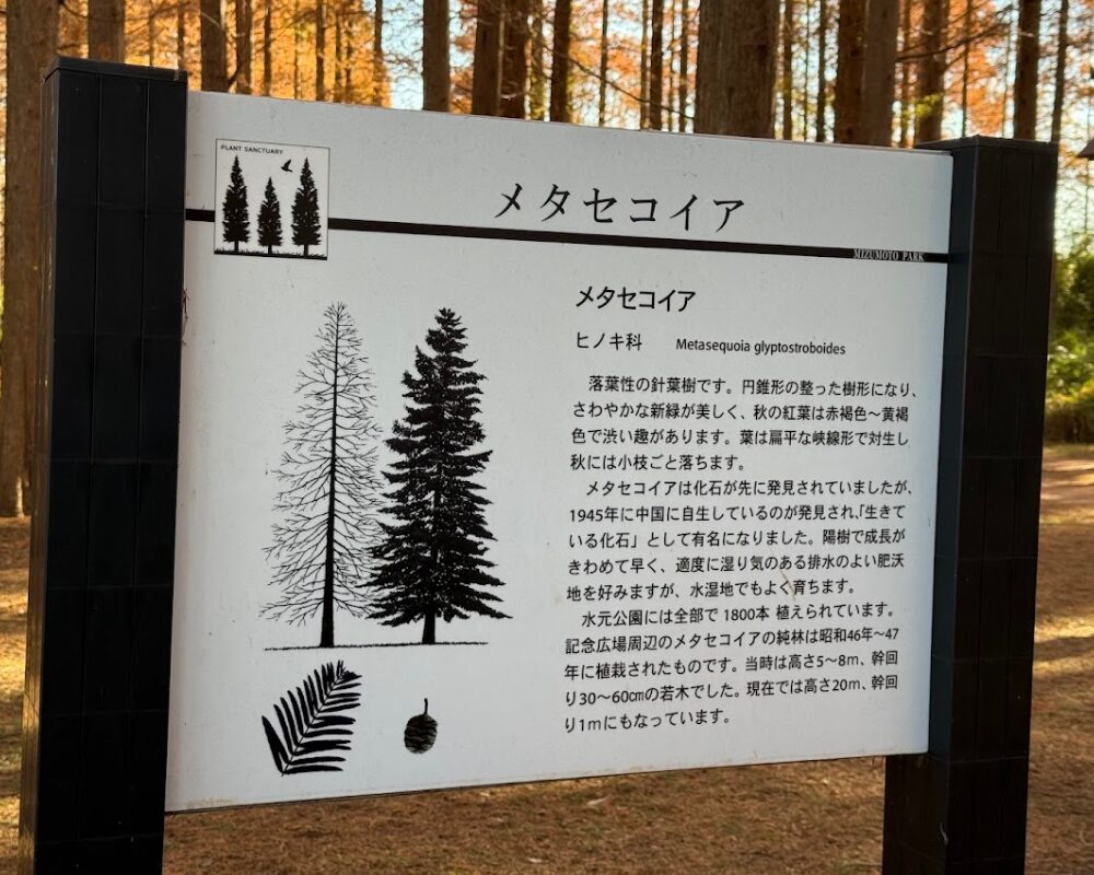 水元公園 メタセコイアとは