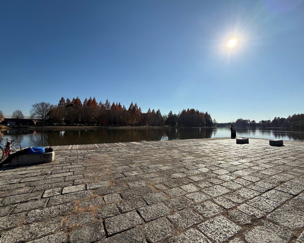 水元公園 メタセコイアの森