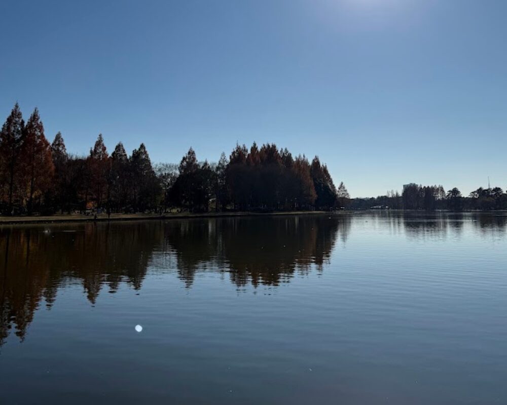 水元公園 メタセコイアの森