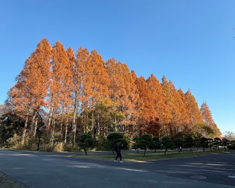 水元公園 メタセコイアの森