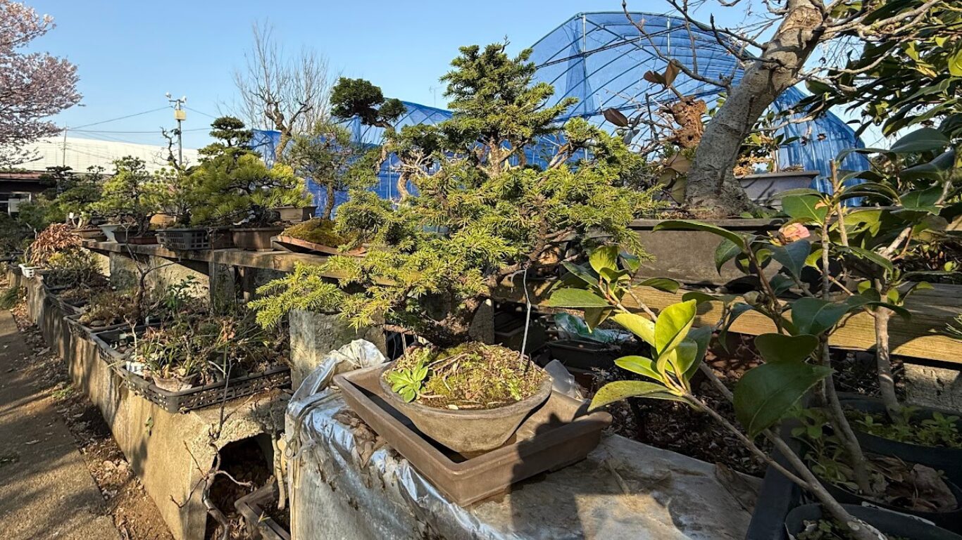 はちす葉 BONSAI-Art 盆栽 喜楽園