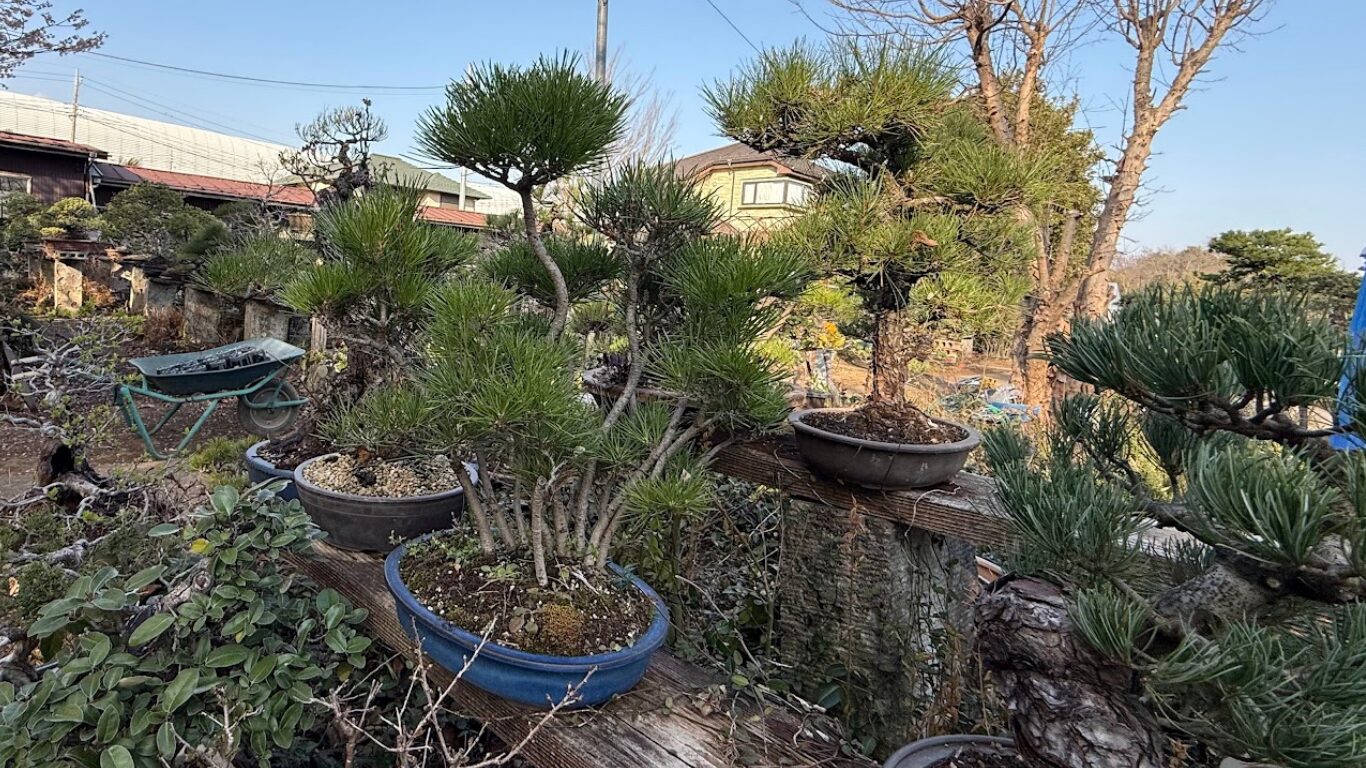 はちす葉 BONSAI-Art 盆栽 喜楽園