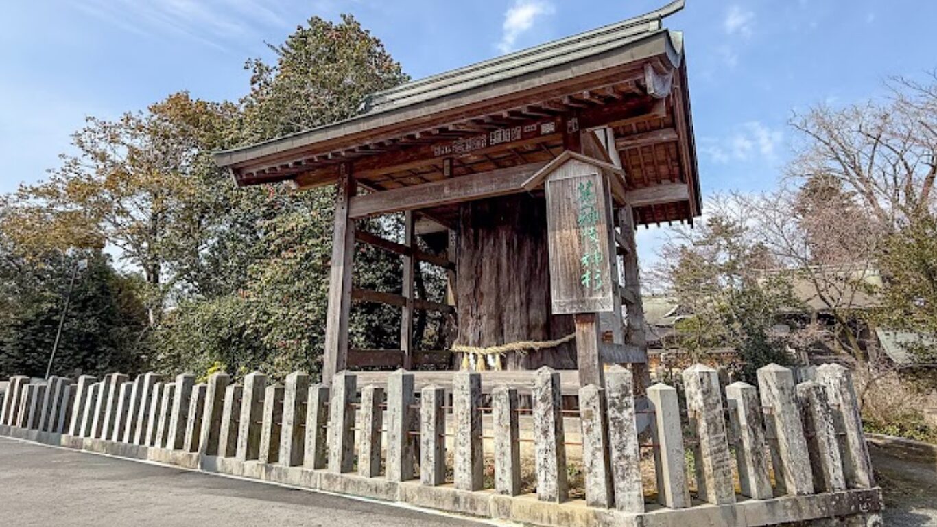 阿蘇神社 第一神陵神杉