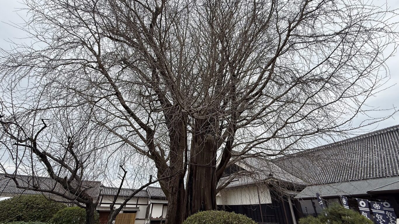 熊本城 大イチョウ