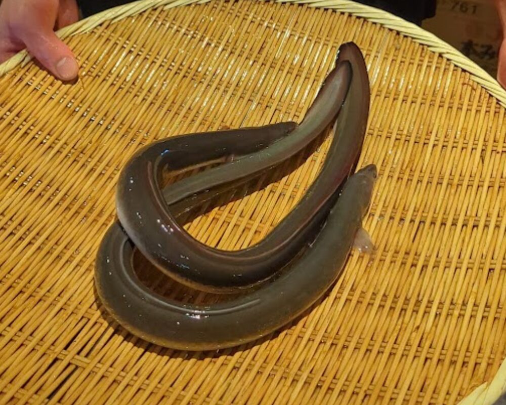 炭焼鰻 寝床 福島店 特選ひつまぶし